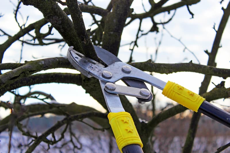 Pruning trimming