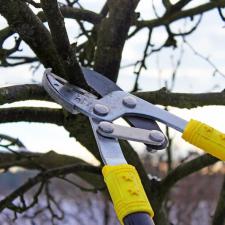 Pruning and Trimming