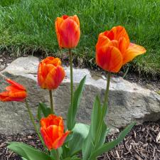 Tulip Planting in Sparta, NJ