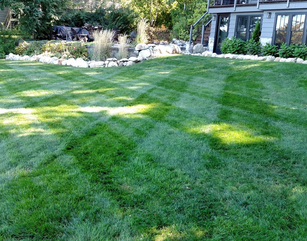 Why your lawn looks thin brown or unhealthy
